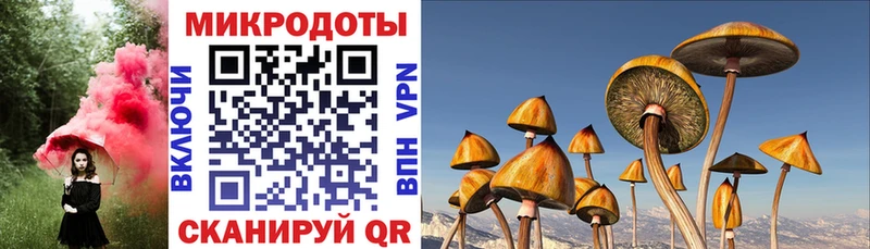 как найти закладки  Каменногорск  Псилоцибиновые грибы Psilocybe 